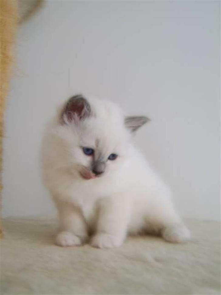 Hellig Birma BeautyQueen (aka Molly) billede 5