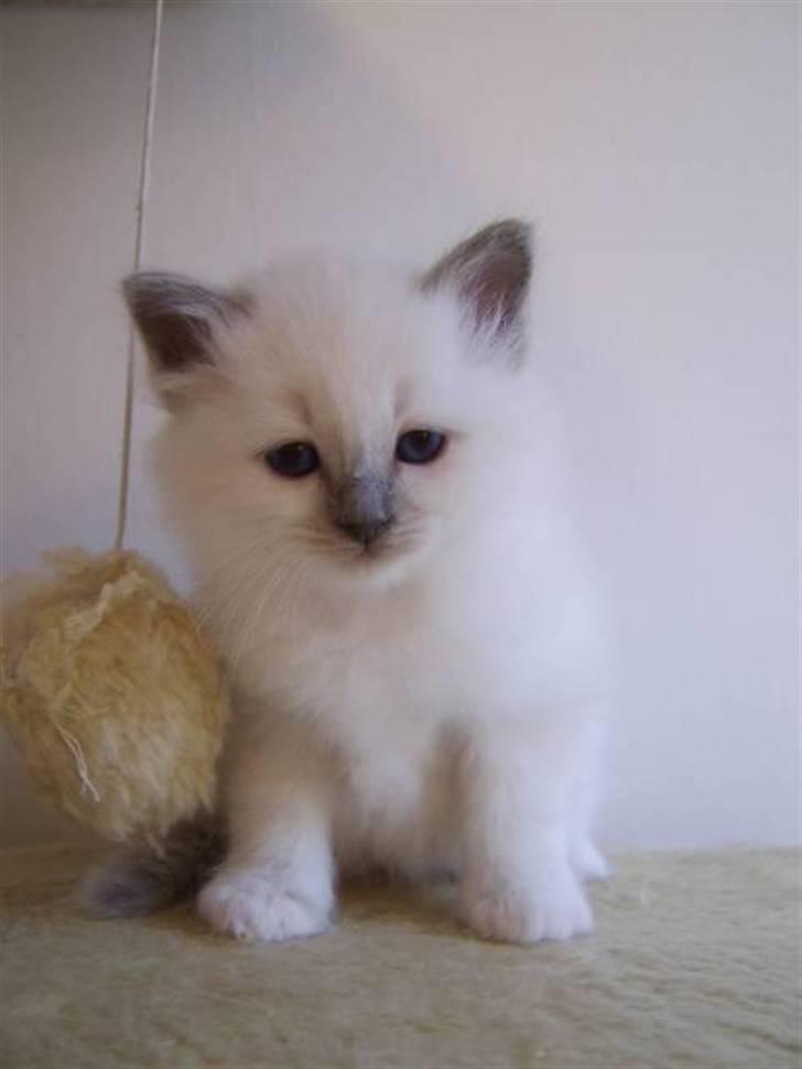 Hellig Birma BeautyQueen (aka Molly) billede 6