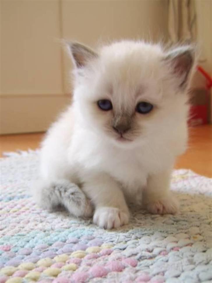 Hellig Birma BeautyQueen (aka Molly) billede 7