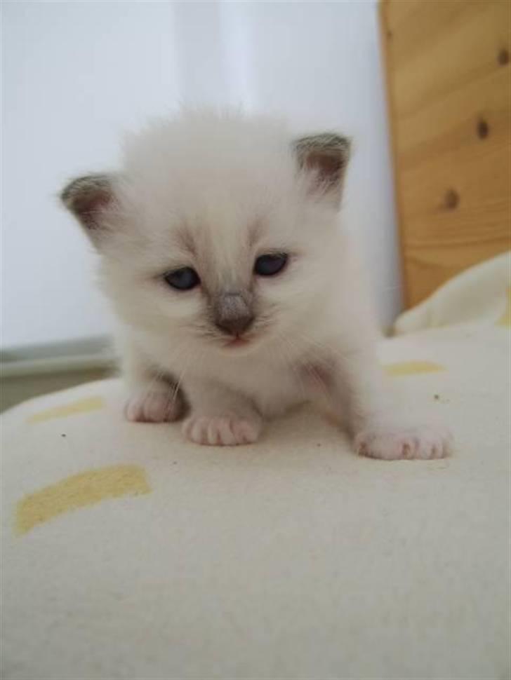 Hellig Birma BeautyQueen (aka Molly) billede 8