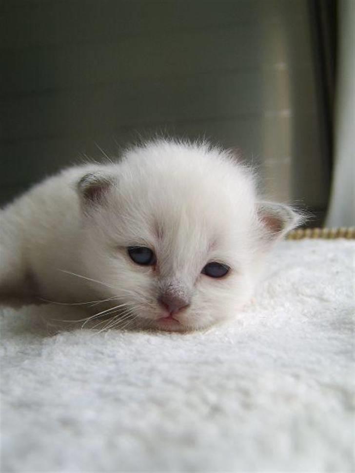 Hellig Birma BeautyQueen (aka Molly) - Lille baby billede 9