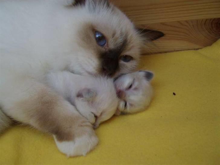 Hellig Birma BeautyQueen (aka Molly) - Put-sove med moar billede 10