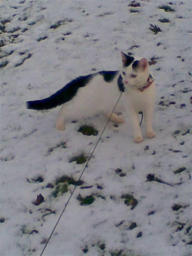 Huskat Lucifer billede 13