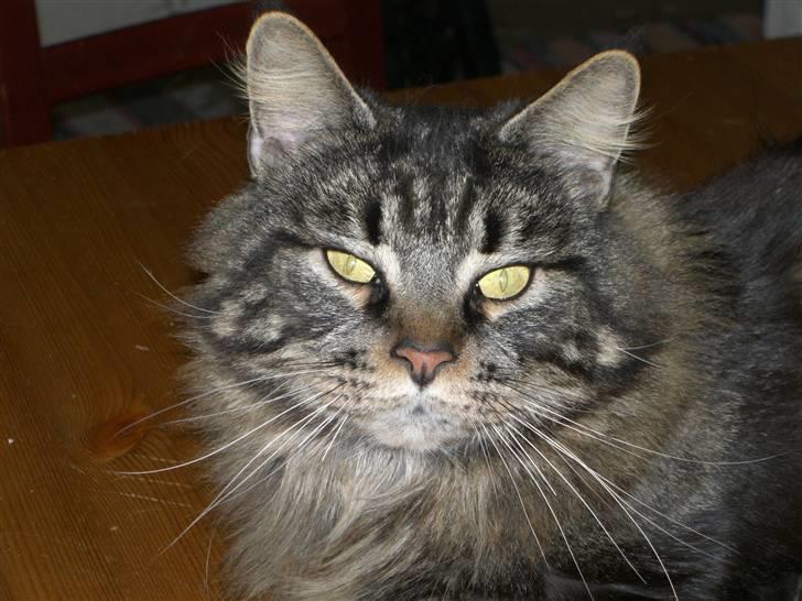 Maine Coon chewee - hej mor billede 1