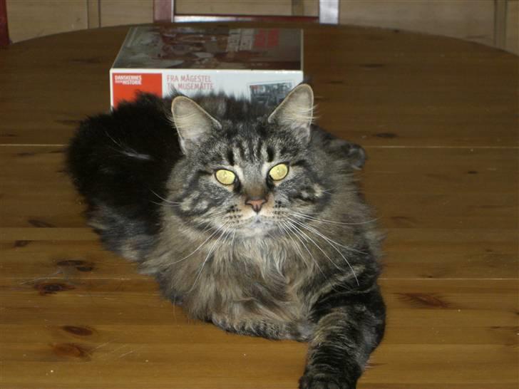 Maine Coon chewee - kommer der snart nogle kæler? billede 2