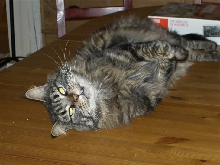 Maine Coon chewee - vil du også have et billede af maven? billede 3