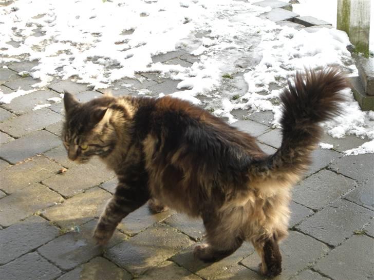 Maine Coon chewee - ska vi tage en sneboldkamp? billede 4