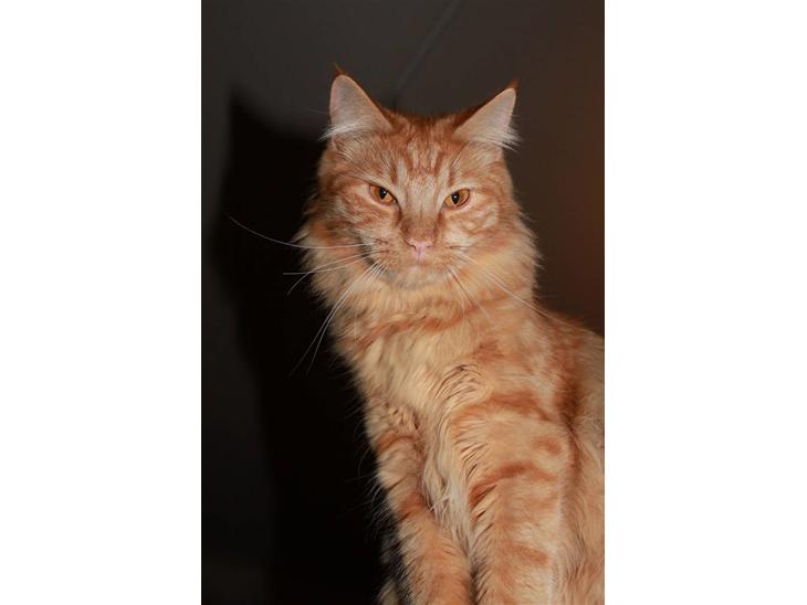 {{currentPhoto.altText}} billede {{currentPhoto.number}}