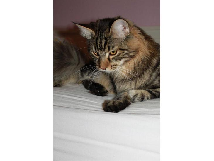 {{currentPhoto.altText}} billede {{currentPhoto.number}}