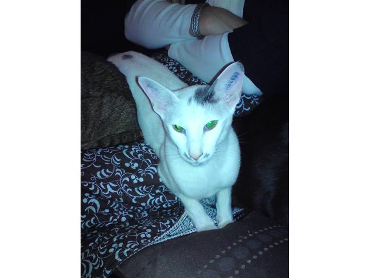 {{currentPhoto.altText}} billede {{currentPhoto.number}}