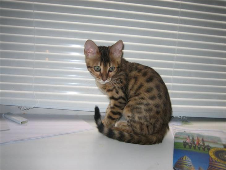 Bengal MisJa Linnea billede 1