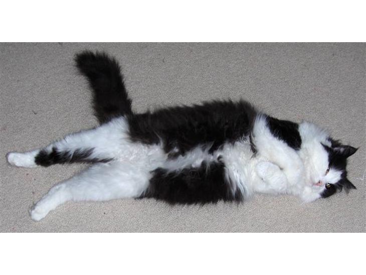 Maine Coon Oliver *solgt* billede 1