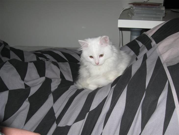 {{currentPhoto.altText}} billede {{currentPhoto.number}}