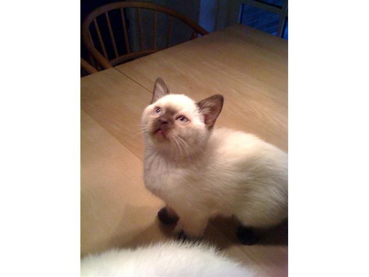 {{currentPhoto.altText}} billede {{currentPhoto.number}}