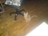 Huskat suddemudde mis 2