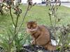 Somali Dushara Desti