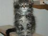 Maine Coon DK Silent Hunter´s Bartok
