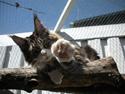 Maine Coon Coon Danica's Panter Pri