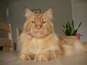 Maine Coon Coon Danica's Sweet Angel