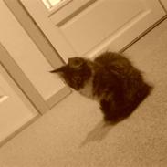 Maine Coon Chili .
