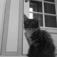 Maine Coon Chili .