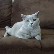 British Shorthair Trunte