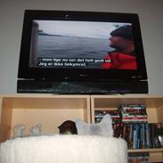 British Shorthair Trunte