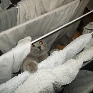 British Shorthair Trunte