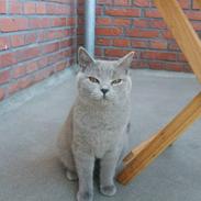 British Shorthair Trunte