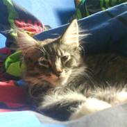 Maine Coon Chili .