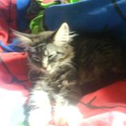Maine Coon Chili .