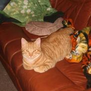 Blanding af racer Øde-mis