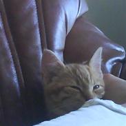 Blanding af racer Øde-mis