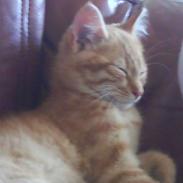 Blanding af racer Øde-mis