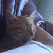 Blanding af racer Øde-mis