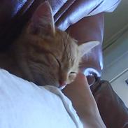 Blanding af racer Øde-mis