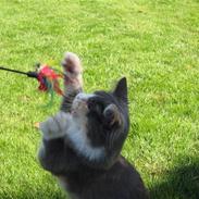 Maine Coon Spinner