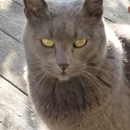 Blanding af racer Fnuggi