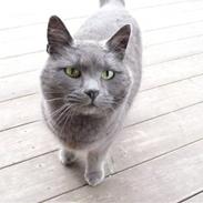 Blanding af racer Fnuggi