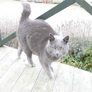 Blanding af racer Fnuggi