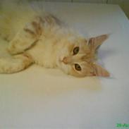 Maine Coon Josefine ( SOGLT) :(