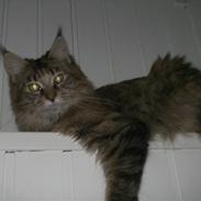 Maine Coon Ronja (DK Shanty's Clemen