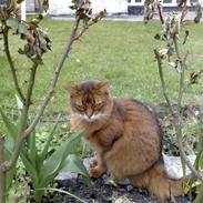 Somali Dushara Desti