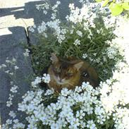 Somali Dushara Desti