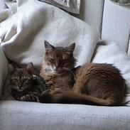 Somali Dushara Desti