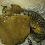 Somali Dushara Desti