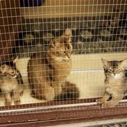 Somali Dushara Desti