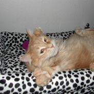 Maine Coon Basse