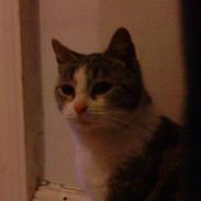 Blanding af racer mongo