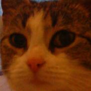 Blanding af racer mongo